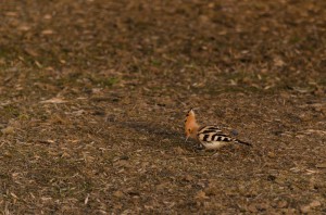 Удод (Upupa epops)                     
