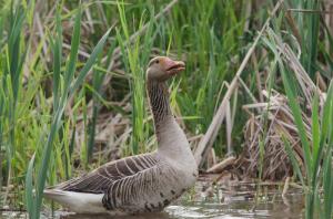 Серый гусь (Anser anser)