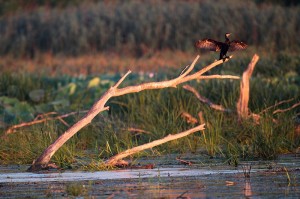 Большой баклан (Phalacrocorax carbo)