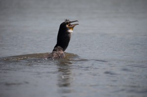 Большой баклан (Phalacrocorax carbo)