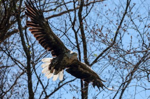 Орлан-белохвост (Haliaeetus albicilla) 