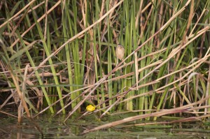 Кваква (Nycticorax nycticorax)
