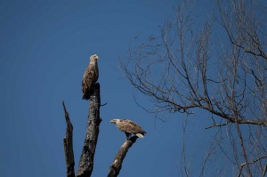 Орланы-белохвосты (Haliaeetus albicilla)