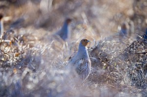 Серая куропатка (Perdix perdix)