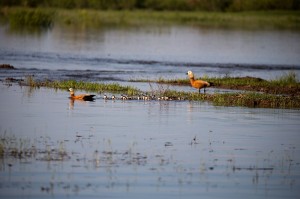 Огари с потомством (Tadorna ferruginea)