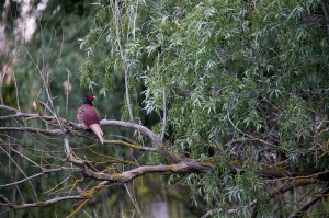 Обыкновенный фазан (Phasianus colchicus)