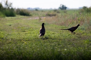 Обыкновенный фазан (Phasianus colchicus)
