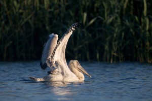 Кудрявый пеликан (Pelecanus crispus)