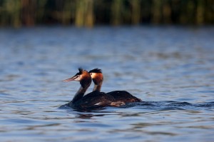 Большие поганки, или чомги (Podiceps cristatus)