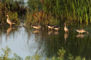 Серые гуси (Anser anser)          