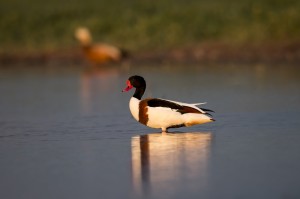 Пеганка (Tadorna tadorna)