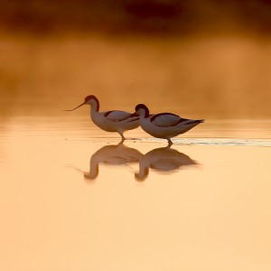Шилоклювки (Recurvirosta avocetta)