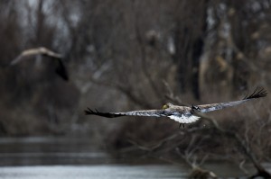 Орланы-белохвосты (Haliaeetus albicilla)