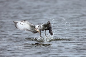 Озерная чайка (Larus ridibundus) в зимнем наряде
