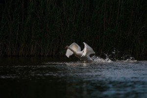 Лебедь-шипун (Cygnus olor)