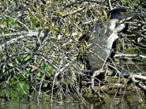 Большой баклан(Phalacrocorax carbo)