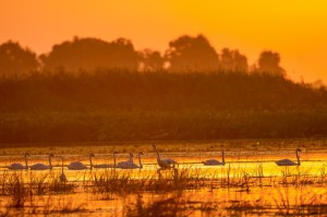 Лебеди-шипуны (Cygnus olor)