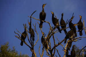 Большие  бакланы (Phalacrocorax carbo)