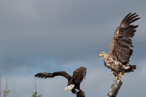  Орлан-белохвост (Haliaeetus albicilla)          