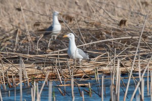 Озерная чайка (Larus ridibundus)           