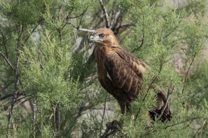 Орлан-белохвост (Haliaeetus albicilla)          