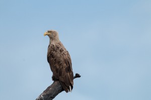 Орлан-белохвост (Haliaeetus albicilla)                      