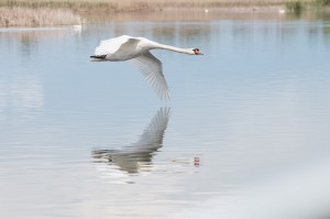  Лебедь-шипун (Cygnus olor)                 