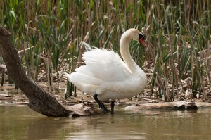 Лебедь-шипун (Cygnus olor)              
