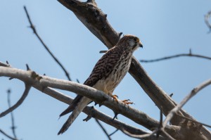 Чеглок (Falco subbuteo)           
