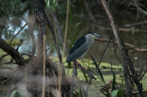 Обыкновенная кваква (Nycticorax nycticorax)             