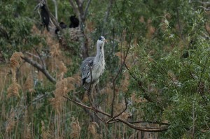 Серая цапля (Ardea cinerea)               