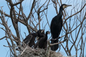 Большие бакланы ( Phalacrocorax carbo)             