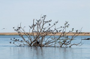 Белокрылые болотные крачки (Chlidonias leucopterus)                 