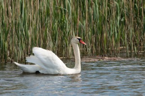 Лебедь-шипун (Cygnus olor)                  