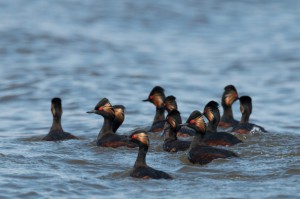 Черношейные поганки (Podiceps nigricollis)         