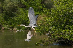 Серая цапля (Ardea cinerea) и кваква (Nycticorax nycticorax)              
