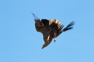 Орлан-белохвост (Haliaeetus albicilla)                        