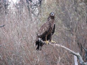 Орлан-белохвост (Haliaeetus albicilla)