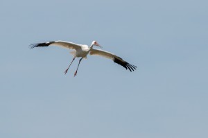 Стерх (Grus leucogeranus)                    