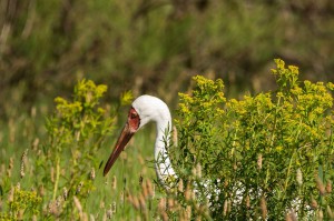 Стерх (Grus leucogeranus)             