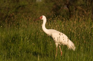 Стерх (Grus leucogeranus)             