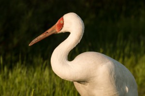 Стерх (Grus leucogeranus)             