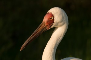Стерх (Grus leucogeranus)             