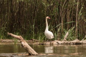 Лебедь-шипун (Cygnus olor)            