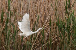 Большая белая цапля (Ardea alba)                     