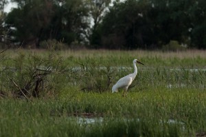 Стерх (Grus leucogeranus)                       