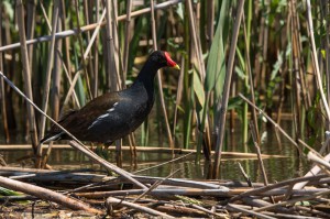 Камышница (Gallinula chloropus)                   