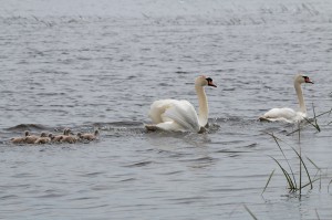 Лебеди-шипуны с выводком (Cygnus olor)                      