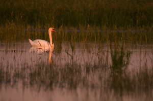 Лебедь-шипун (Cygnus olor)            