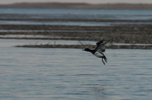 Хохлатая чернеть (Aythya fuligula)                    